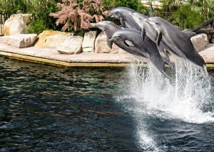 Německý Legoland® a norimberská zoo s delfináriem
